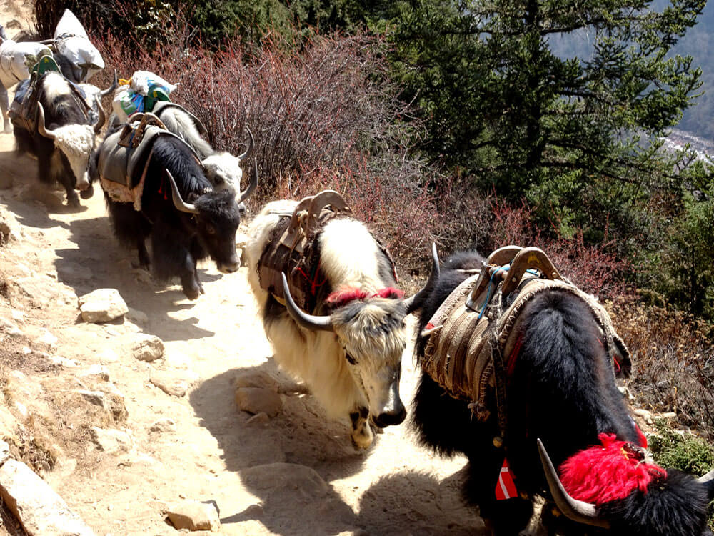 yaks everest base camp trek